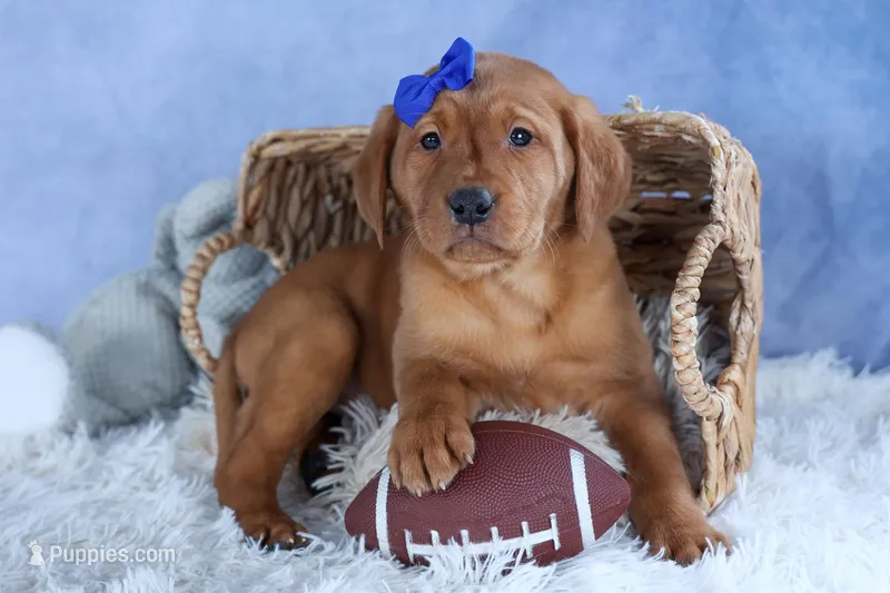 DIESEL – Labrador Retriever puppy for sale in Baltic, OH