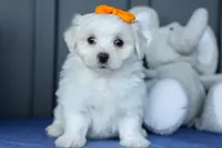 PATRICK, a male Maltese for sale in Baltic, OH – 7 of 10