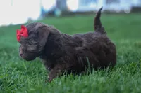 OLIVER, a male Havapoo for sale in Baltic, OH – 4 of 5
