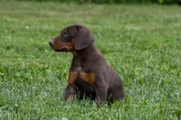 OSWALD, a male Doberman Pinscher for sale in Baltic, OH – 5 of 5