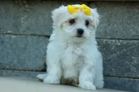 PEBBLES, a female Maltese for sale in Baltic, OH – 5 of 10
