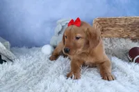 DUKE, a male Labrador Retriever for sale in Baltic, OH – Photo 6 of 10