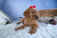 DUKE, a male Labrador Retriever for sale in Baltic, OH – Photo 5 of 10