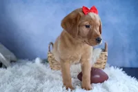 DUKE, a male Labrador Retriever for sale in Baltic, OH – Photo 2 of 10