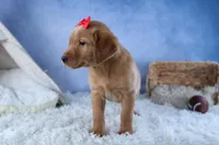 DUKE, a male Labrador Retriever for sale in Baltic, OH – Photo 3 of 10