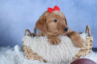 DUKE, a male Labrador Retriever for sale in Baltic, OH – Photo 8 of 10