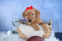 DUKE, a male Labrador Retriever for sale in Baltic, OH – Photo 9 of 10