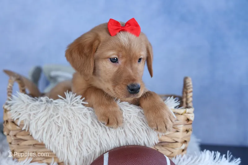 DUKE – Labrador Retriever puppy for sale in Baltic, OH