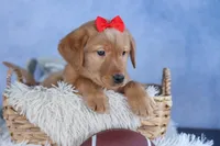 DUKE, a male Labrador Retriever for sale in Baltic, OH – Photo 1 of 10