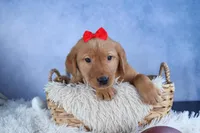 DUKE, a male Labrador Retriever for sale in Baltic, OH – Photo 7 of 10
