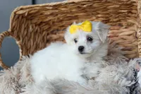 PEBBLES, a female Maltese for sale in Baltic, OH – 8 of 10