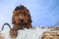 ROMEO, a male Cavapoo for sale in Baltic, OH – 6 of 10