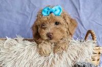 ARCHIE, a male Poodle - Miniature  for sale in Baltic, OH – 8 of 10