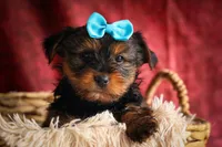 DEXTER, a male Yorkshire Terrier for sale in Baltic, OH – 3 of 10