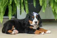 SOPHIE, a female Bernese Mountain Dog for sale in Baltic, OH – 8 of 10