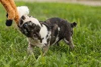 BRANDY, a female Frenchton for sale in Baltic, OH – 7 of 10