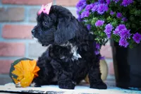 BELLA, a female Cavapoo for sale in Baltic, OH – 4 of 10