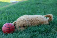 MAX, a male Miniature Goldendoodle for sale in Baltic, OH – 4 of 10
