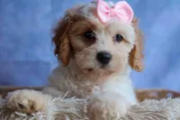 RACHEL, a female Cavachon for sale in Baltic, OH – 2 of 10