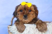 RANDY, a male Shorkie for sale in Baltic, OH – 6 of 9