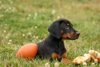DIESEL, a male Doberman Pinscher for sale in Baltic, OH – 3 of 10