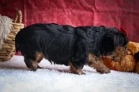 DOC, a male Yorkshire Terrier for sale in Baltic, OH – 5 of 10