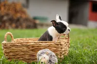 BONNIE, a female Frenchton for sale in Baltic, OH – 8 of 10