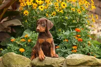 DIXIE, a female Doberman Pinscher for sale in Baltic, OH – 1 of 10