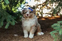 LEO, a male Miniature American Shepherd for sale in Baltic, OH – 4 of 10