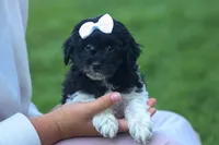 OWEN, a male Havapoo for sale in Baltic, OH – 3 of 10