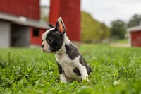 BONNIE, a female Frenchton for sale in Baltic, OH – 10 of 10