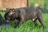MAX, a male Frenchton for sale in Baltic, OH – 8 of 10