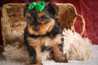 DUKE, a male Yorkshire Terrier for sale in Baltic, OH – 4 of 10