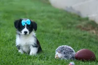 NELSON, a male Pembroke Welsh Corgi and Poodle - Miniature  for sale in Baltic, OH – 9 of 10