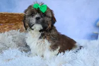 RUSTY, a male Shih Tzu for sale in Baltic, OH – 2 of 10