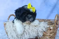SASHA, a female Shih Tzu for sale in Baltic, OH – 4 of 10