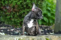 MISTY, a male Frenchton for sale in Baltic, OH – 7 of 10