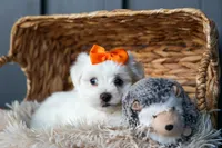PATRICK, a male Maltese for sale in Baltic, OH – 9 of 10