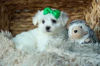 PACO, a male Maltese for sale in Baltic, OH – 9 of 9