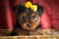 DIESEL, a male Yorkshire Terrier for sale in Baltic, OH – 9 of 10