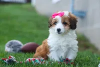 NALA, a female Pembroke Welsh Corgi and Poodle - Miniature  for sale in Baltic, OH – 9 of 10