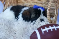 SAMSON, a male Shih Tzu for sale in Baltic, OH – 3 of 6