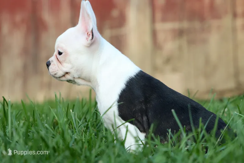 MOLLY – Frenchton puppy for sale in Baltic, OH