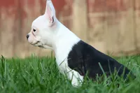 MOLLY, a male Frenchton for sale in Baltic, OH – 1 of 9