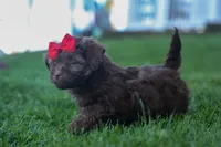 OLIVER, a male Havapoo for sale in Baltic, OH – 3 of 5