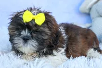 RUBBLE, a male Shih Tzu for sale in Baltic, OH – 10 of 10