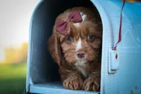 CHARLIE, a male Cavapoo for sale in Baltic, OH – 9 of 10