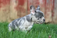 MINDY, a male Frenchton for sale in Baltic, OH – 7 of 9