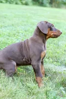 OSWALD, a male Doberman Pinscher for sale in Baltic, OH – 4 of 5