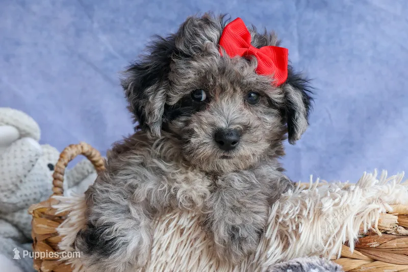 NORMAN – Bichpoo puppy for sale in Baltic, OH